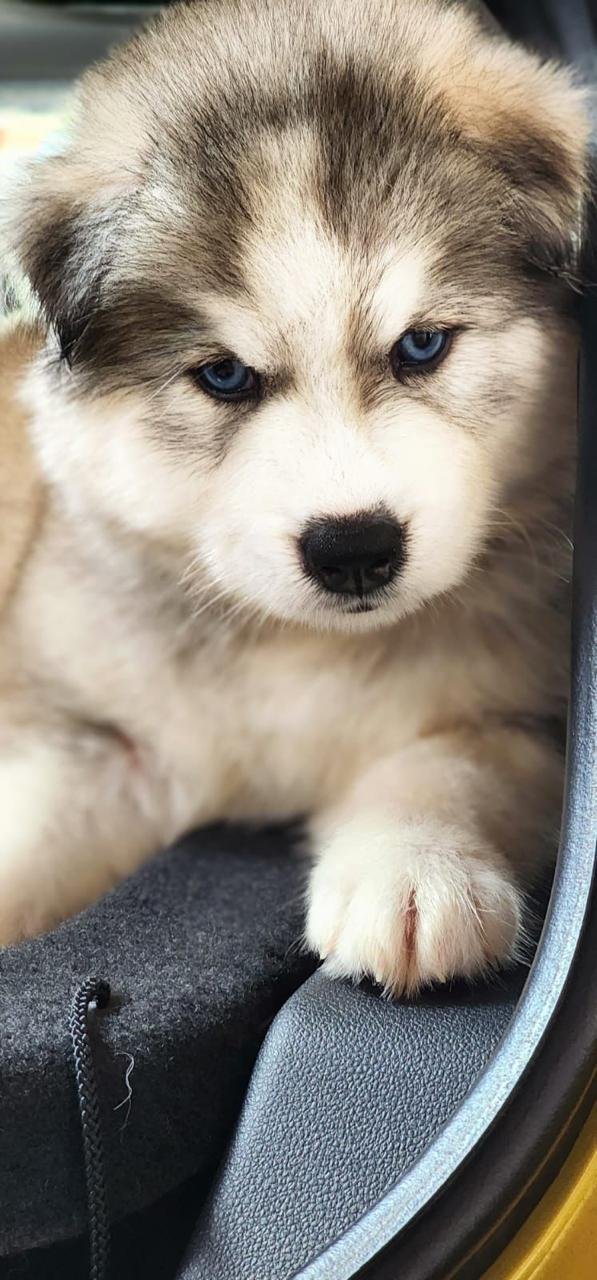 Buy Male Siberian Husky Puppy from Jaipur